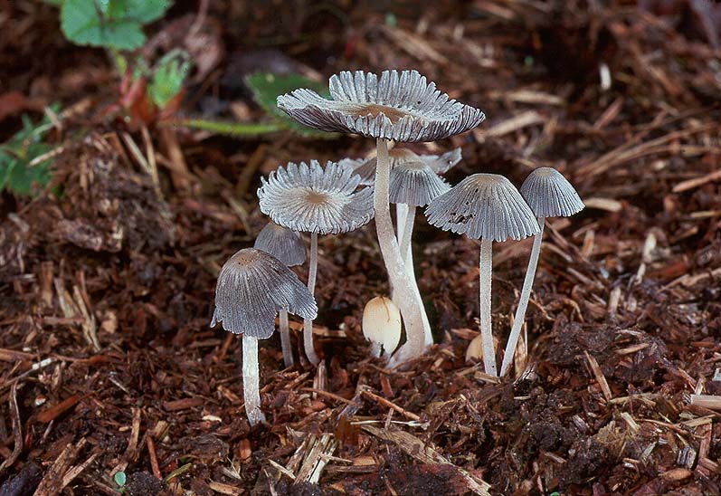 Coprinus fimetarius